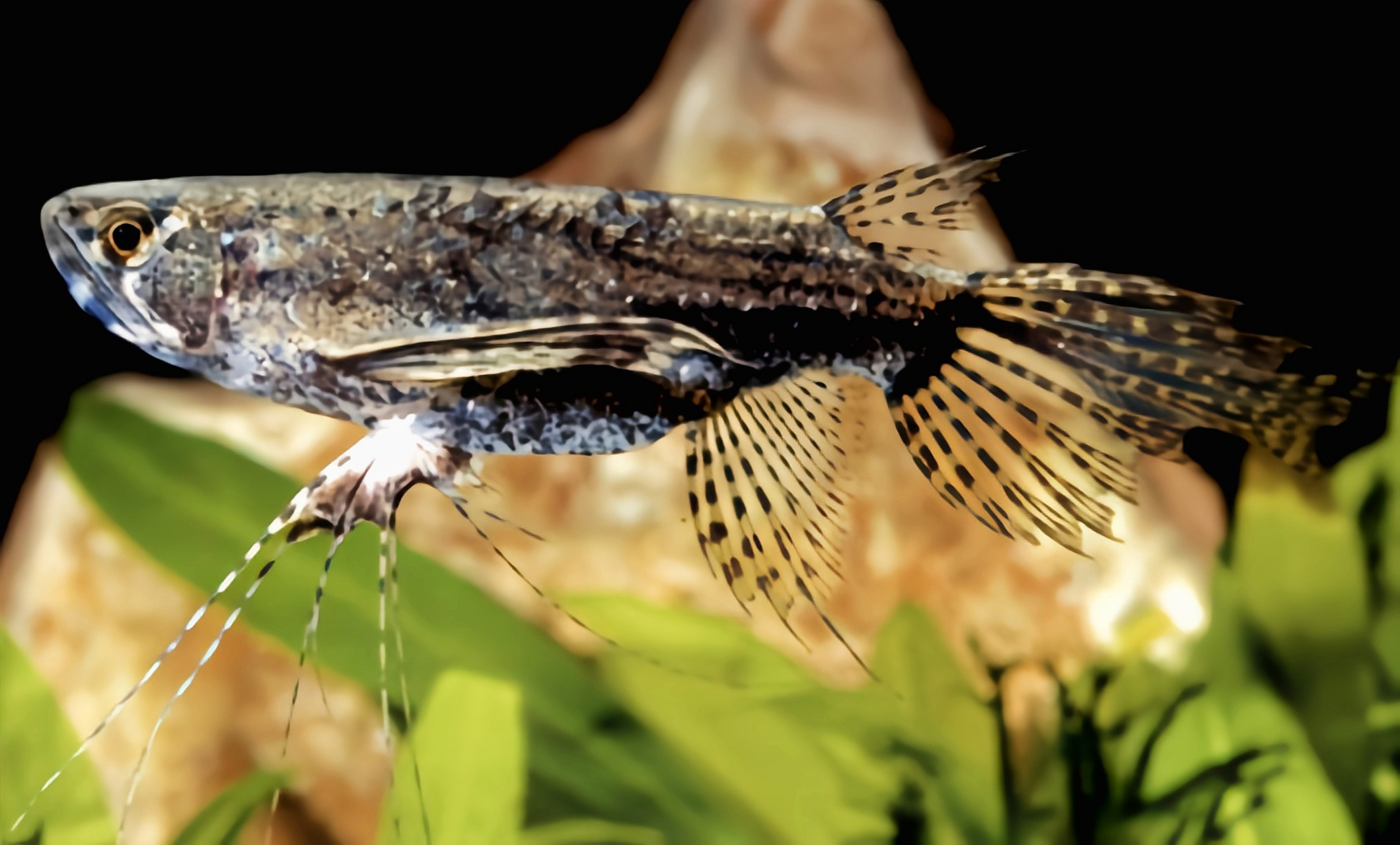 动物——古代蝴蝶鱼 古代蝴蝶鱼别名齿蝶鱼,飞蝶鱼,是齿蝶鱼科的独苗
