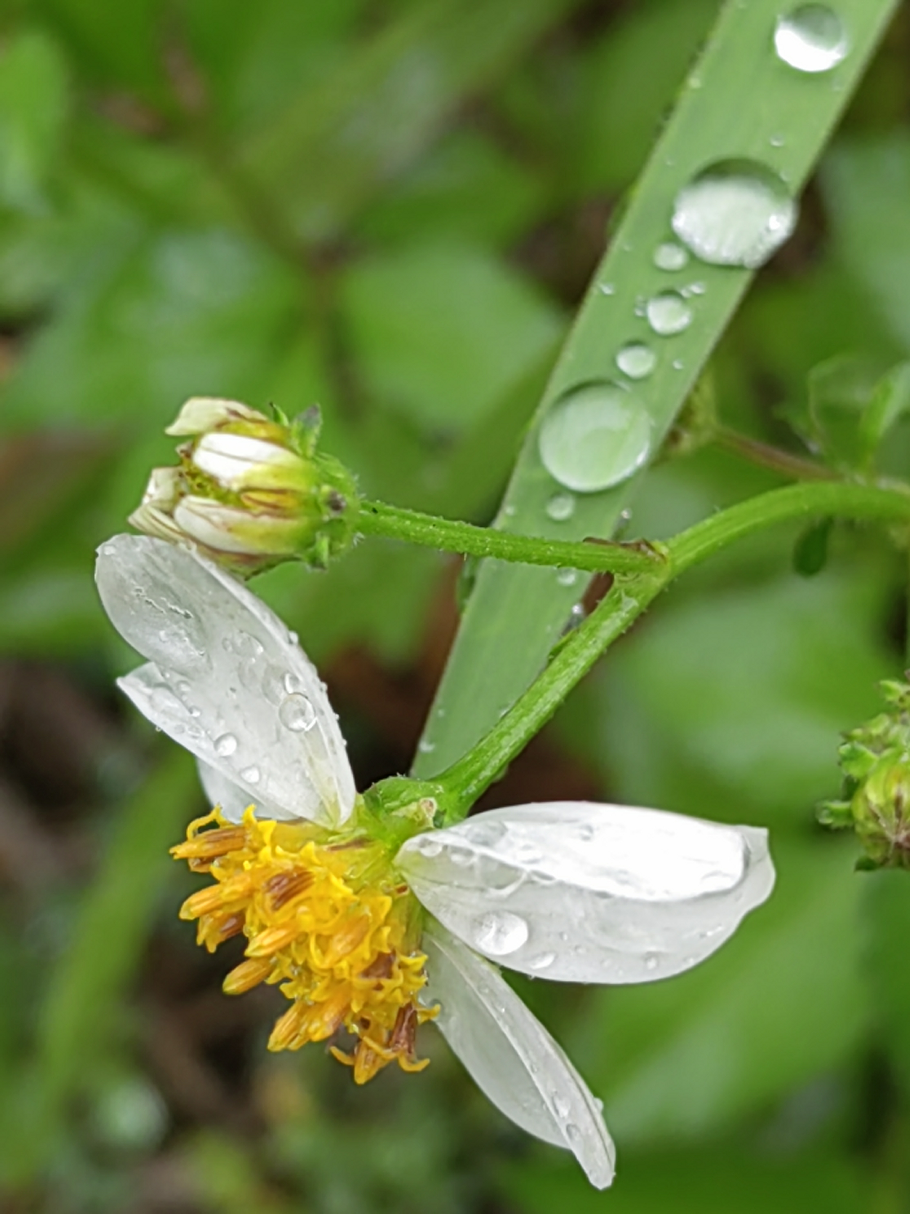我再坚强,也需要雨露鲜花掌声陪伴