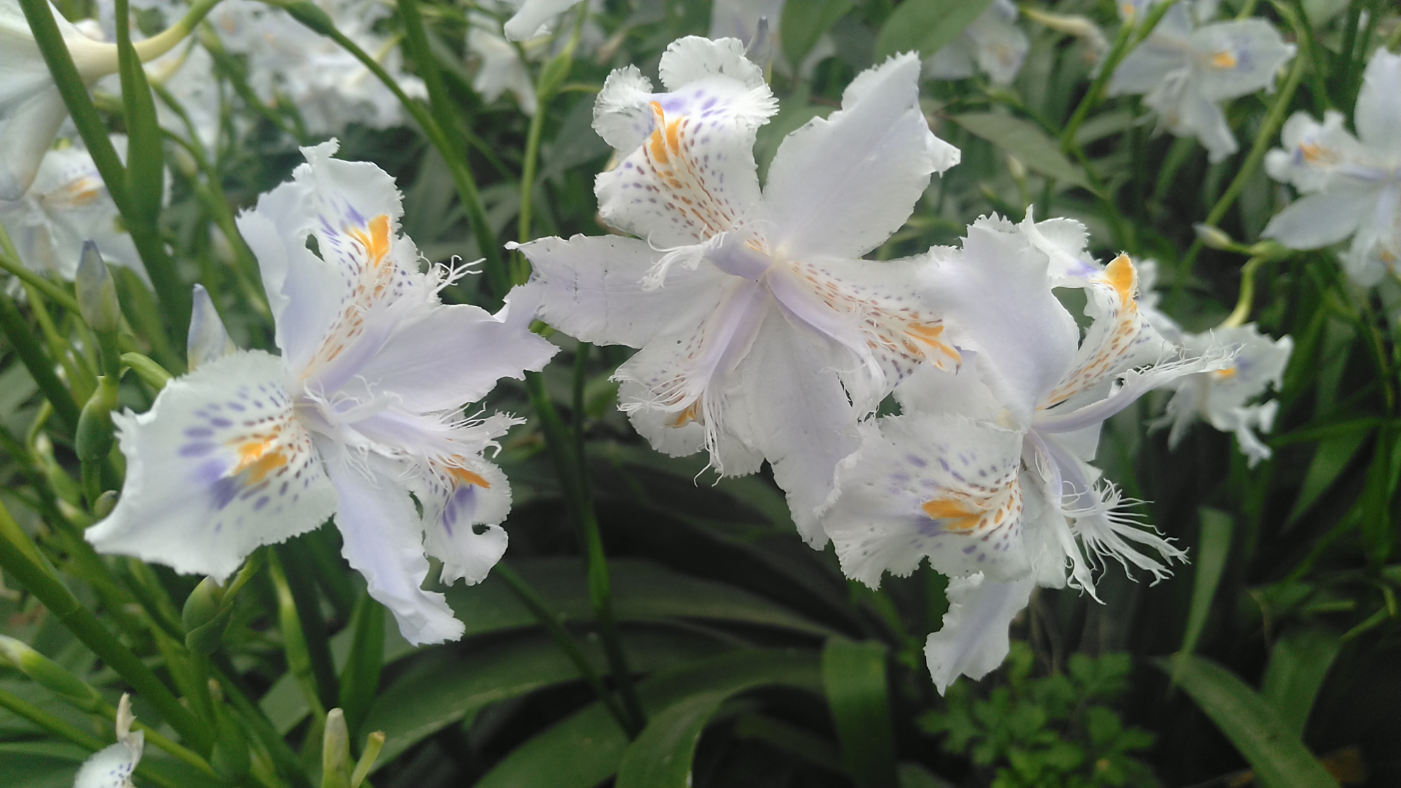 春天邂遇扁竹花,清纯灿烂美如画