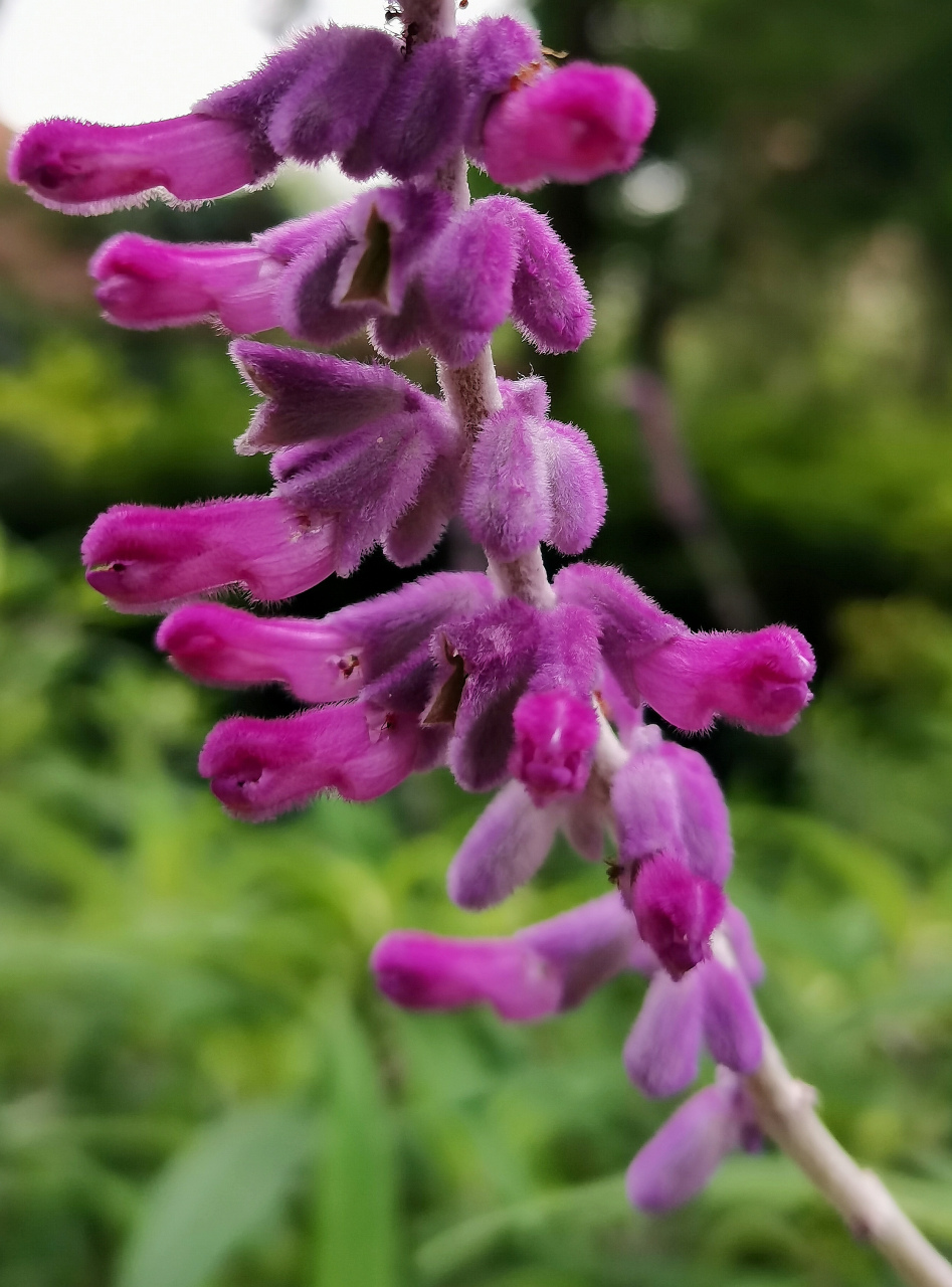 有着丝绒质感的花朵  墨西哥鼠尾草,唇形科鼠尾草属一年生或多年生