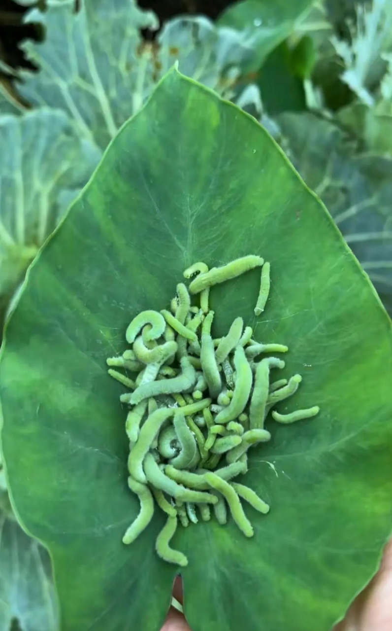 自己种的菜也有这么多虫子啊