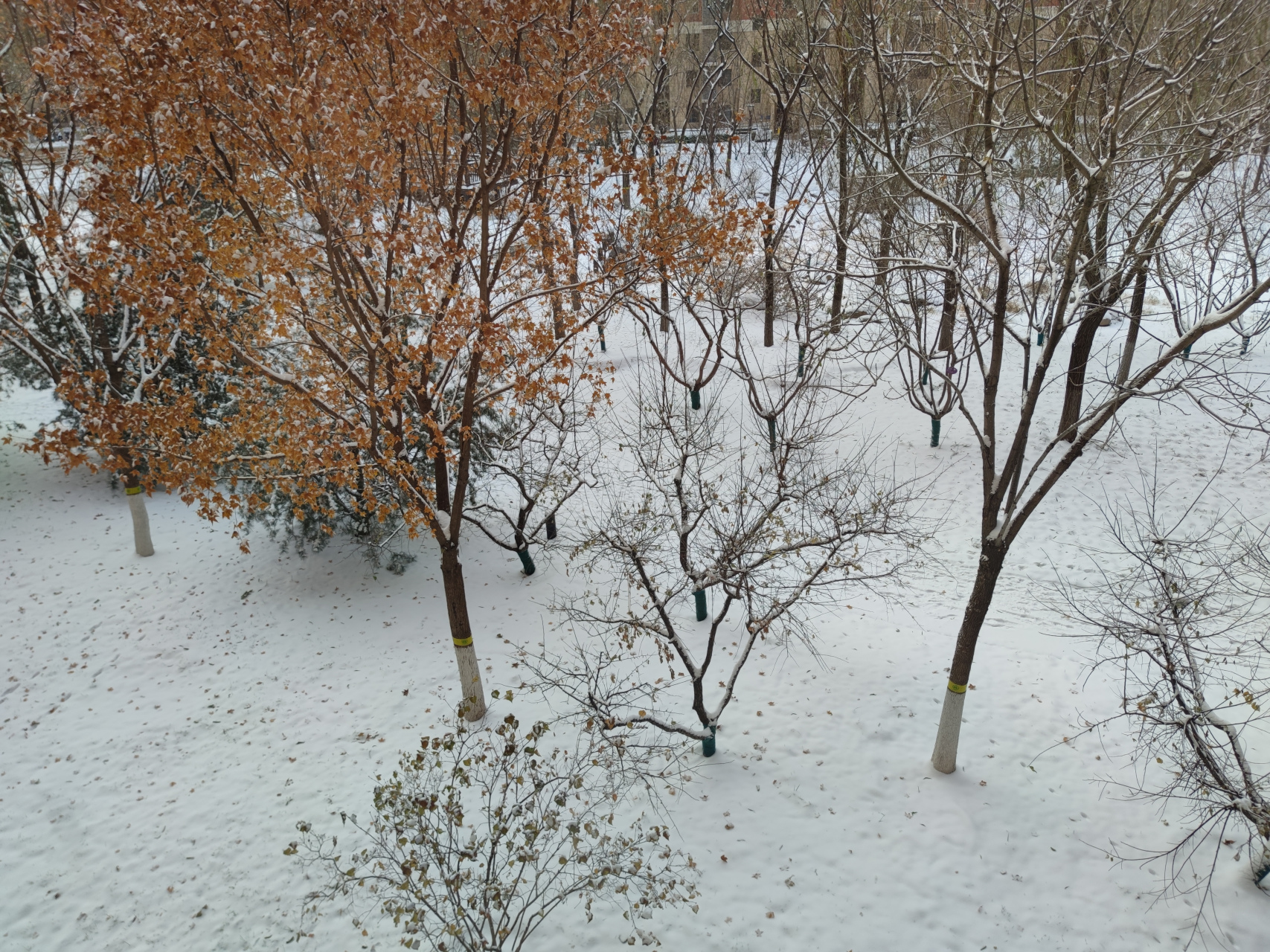 北京昨晚就下小雪了.今天早上醒来看见外面全是一片雪