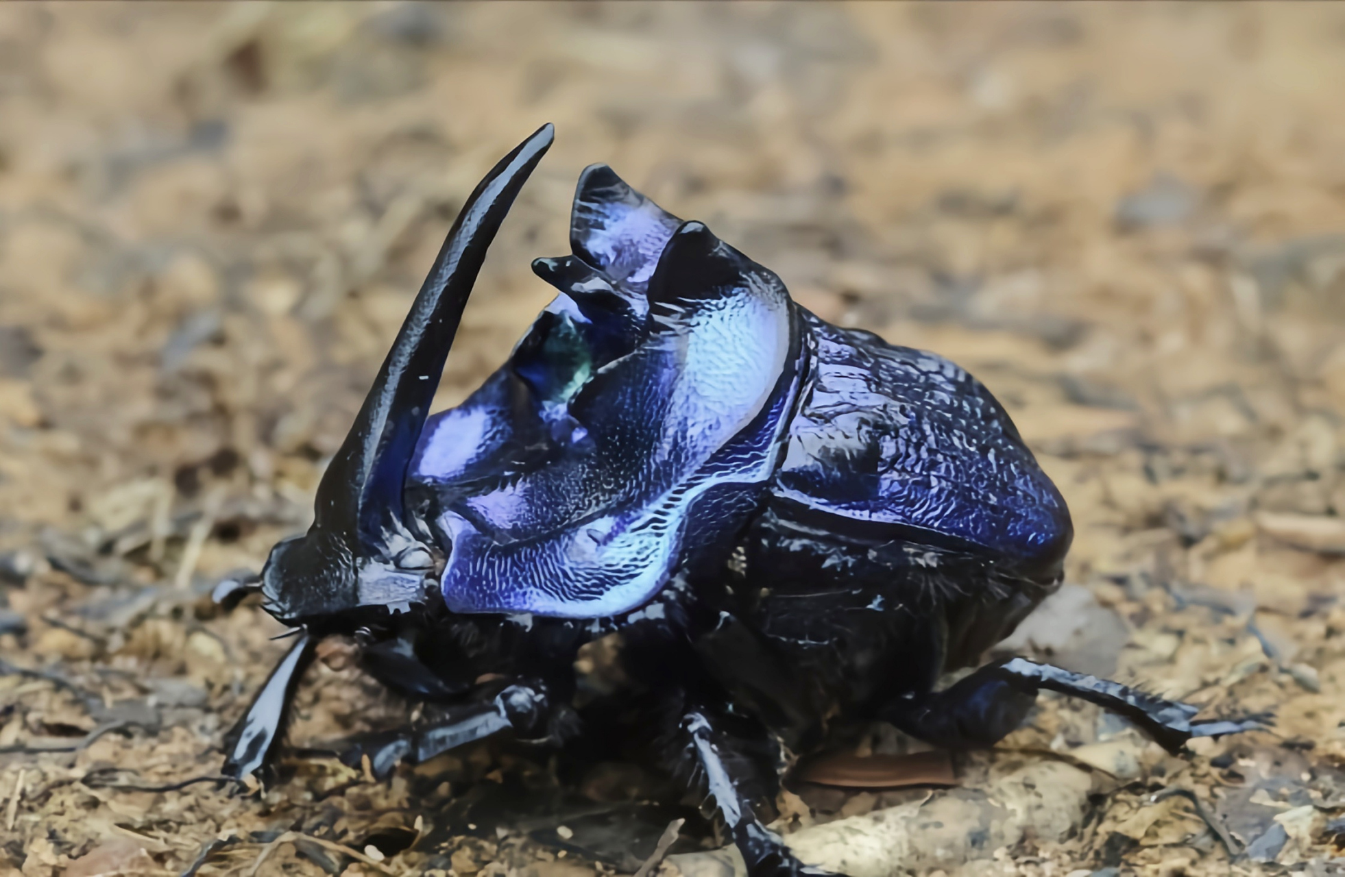 它是巨虹螂属最美最大的品种之一,体长2.5-5.