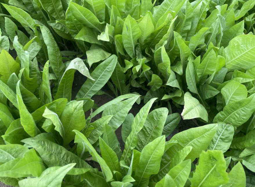 多年生养鱼种什么?大叶菊苣营养均衡,叶片柔嫩丰富好消化