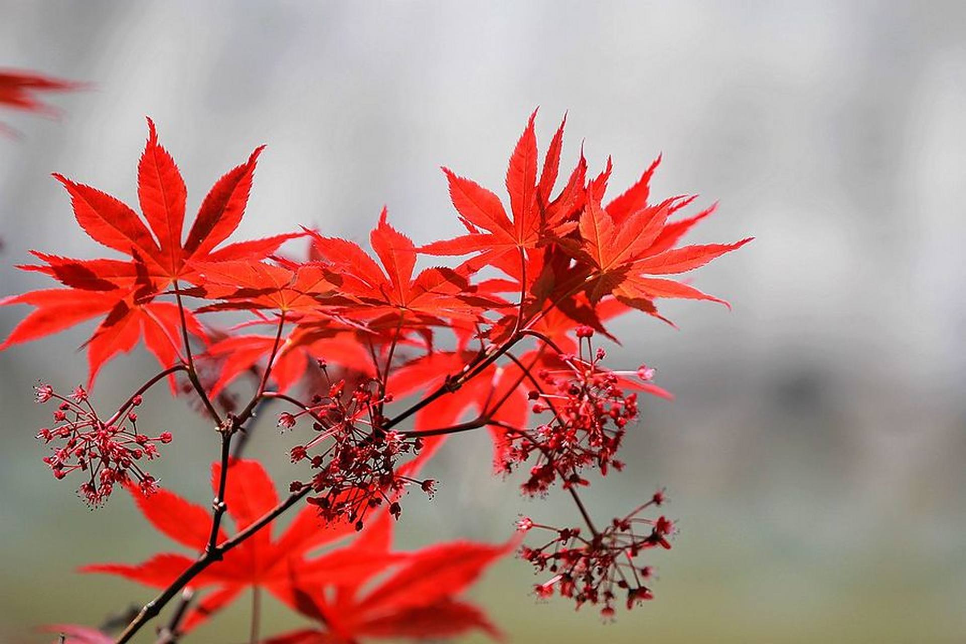 深识寒秋风凛冽,反而艳焰向阳红.