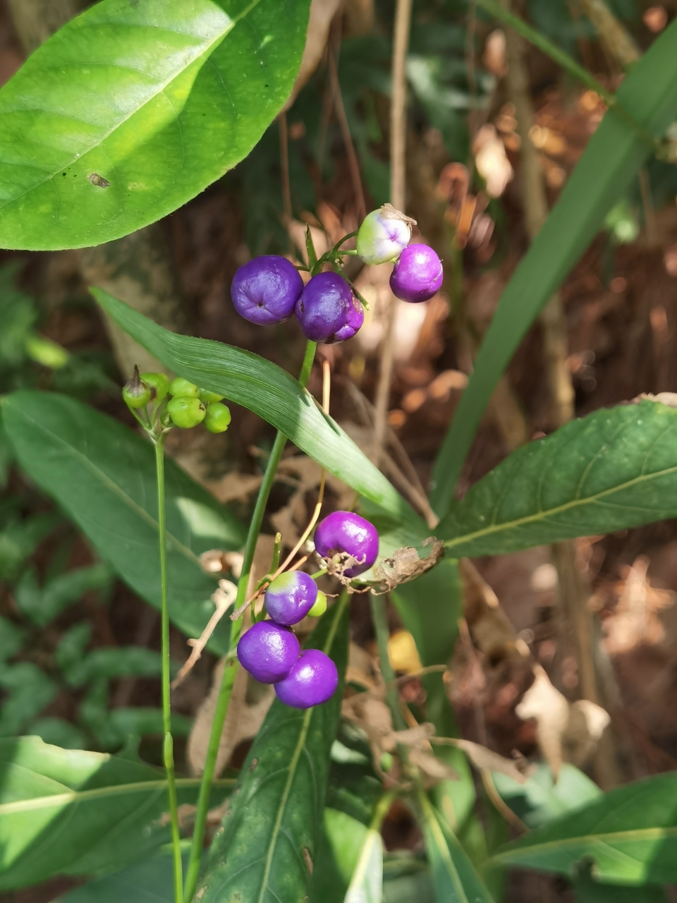 金线山菅兰图片