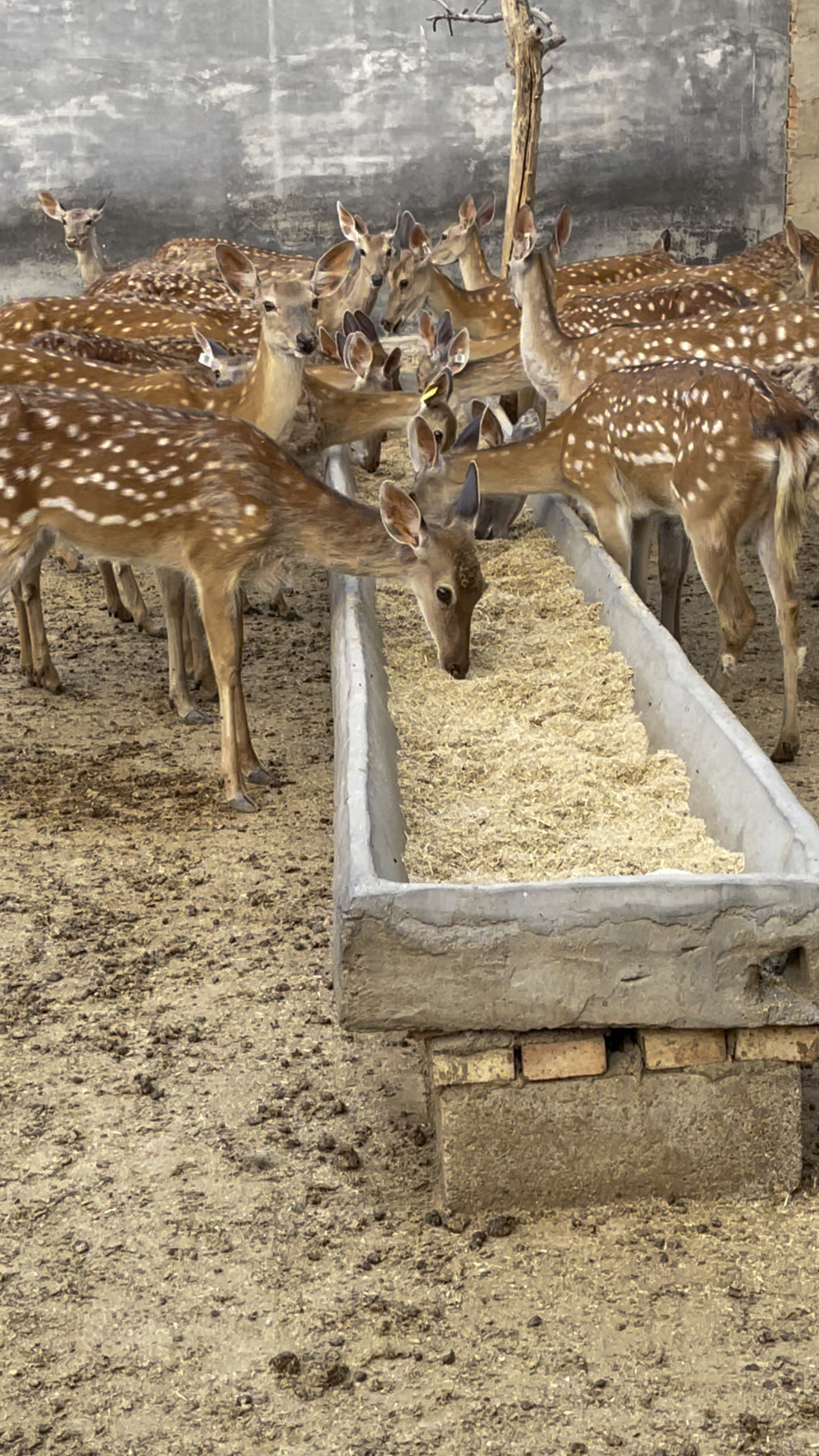 养鹿真实生活状态就是这样的,你们有不懂的吗?