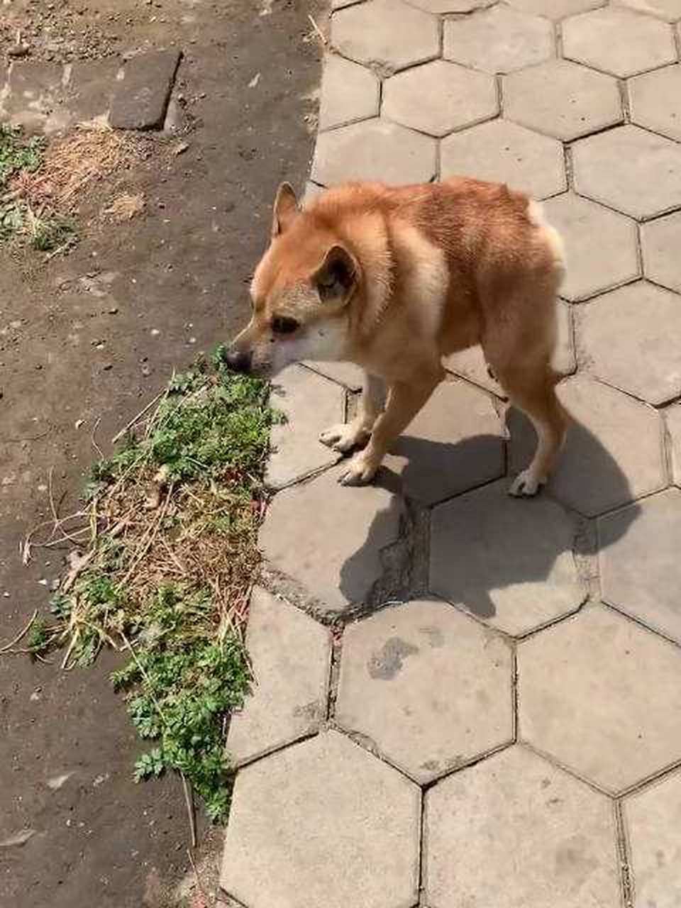 这种两厢狗叫卡西莫多犬,其头和四肢都是正常尺寸,就是脊椎比一般的