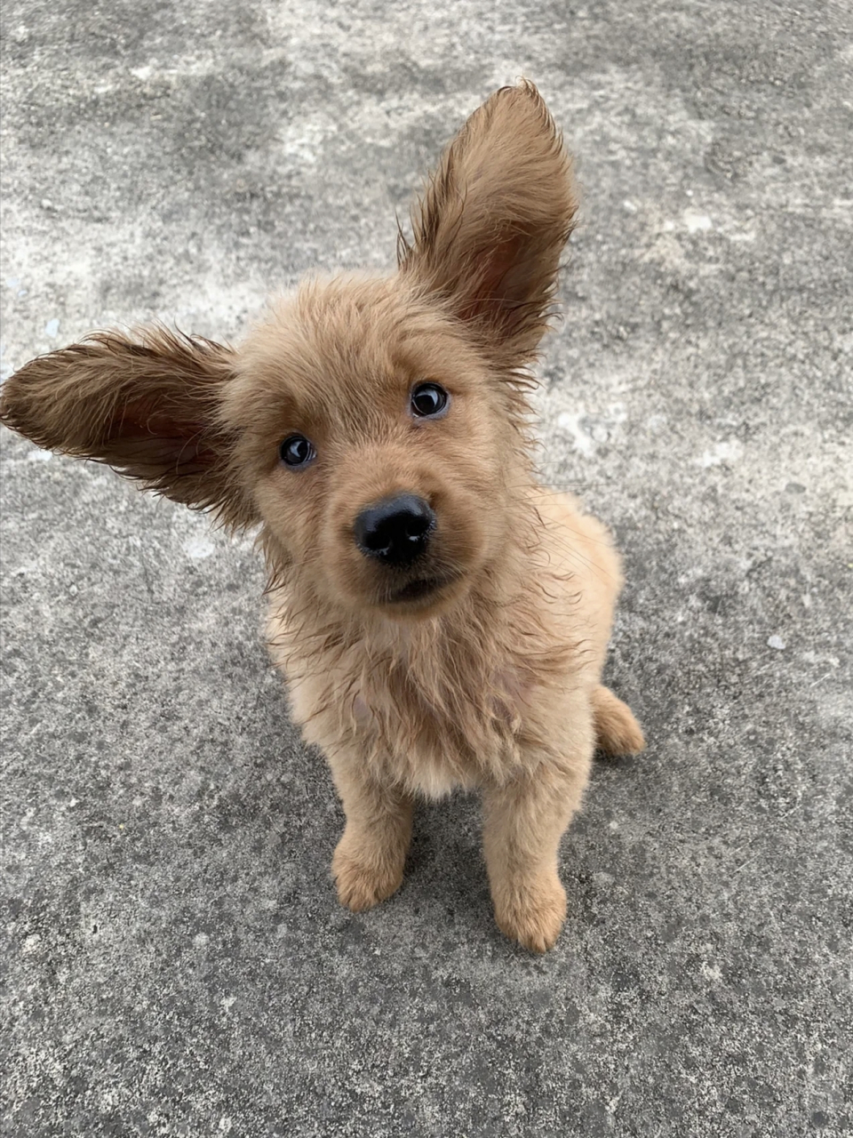 哈哈哈,这狗子长了一对招风耳!#搞笑萌宠