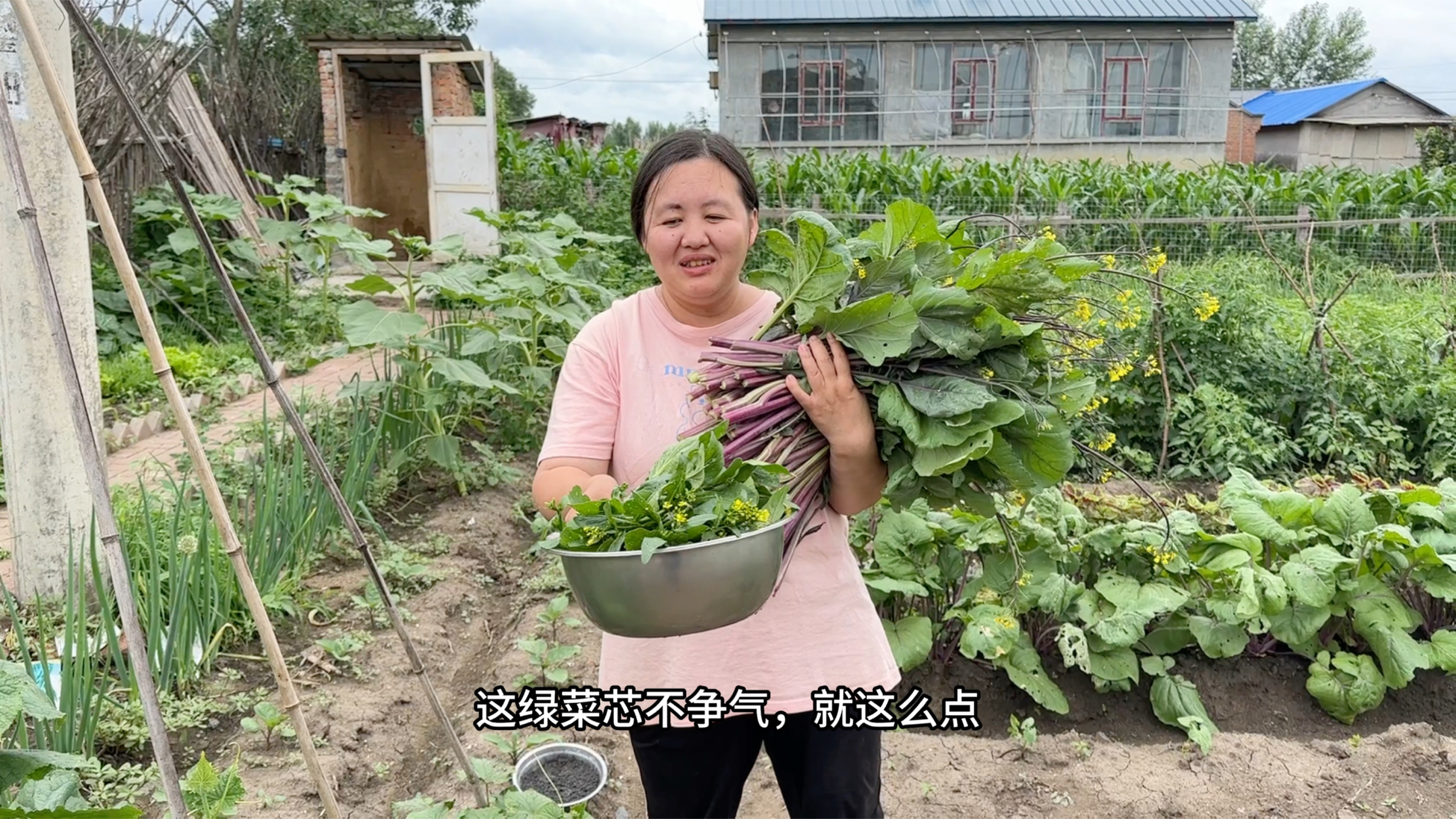 东北苞米苗比人高了,南方媳妇种的红菜苔大丰收,姐妹俩是开心果