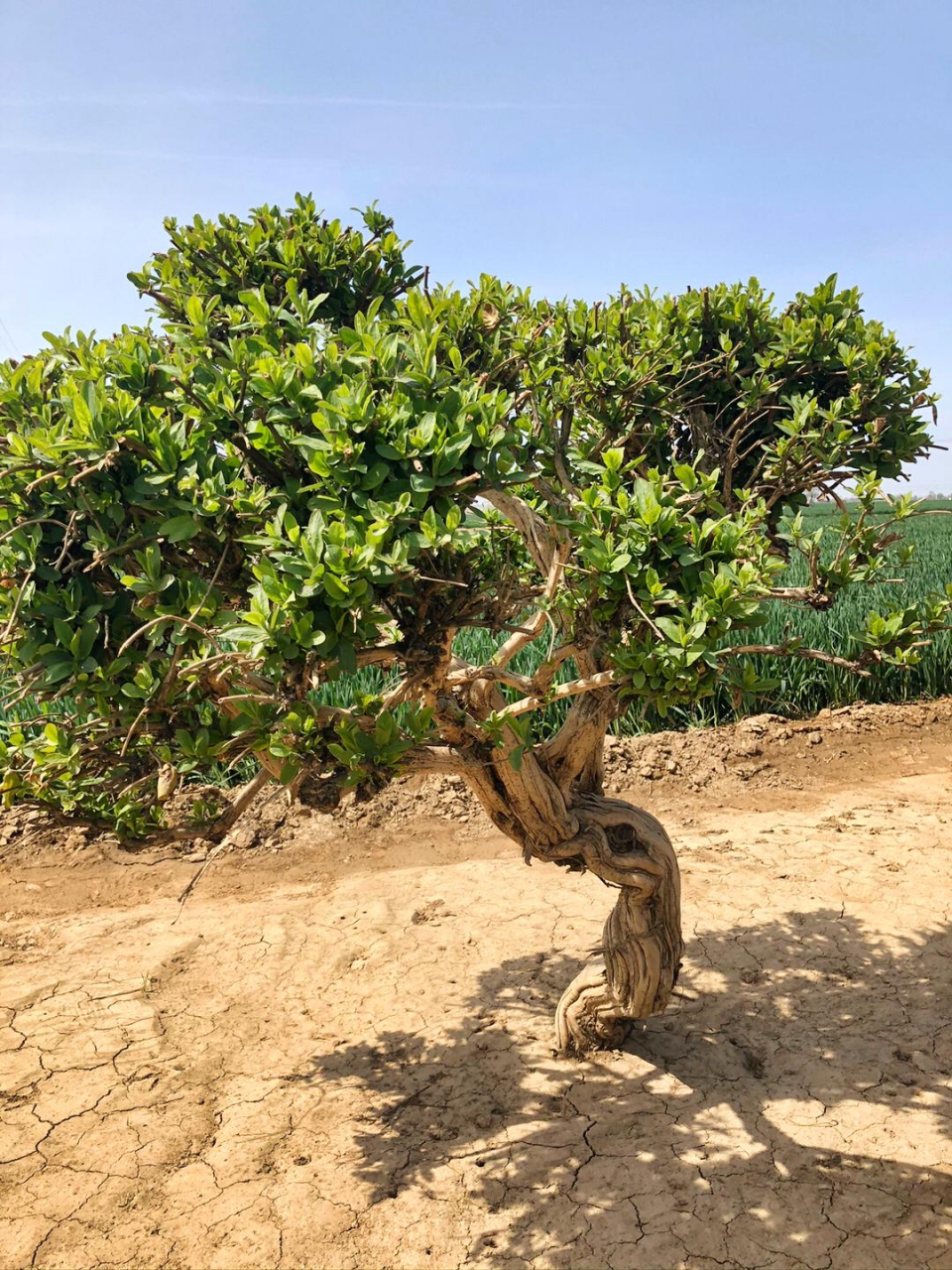 大量供应绿化苗木供应 这些都是十年以上的金银花树!