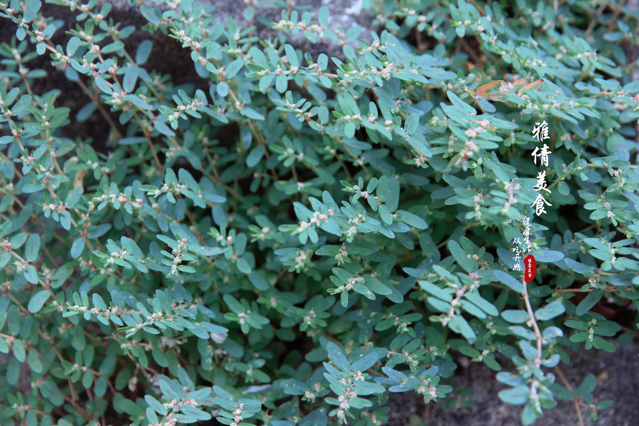 俗称"血见愁",农村人常用来"止血消肿",没想到作用还真不少