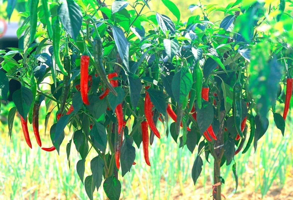 线辣椒 baijiahao.baidu.com