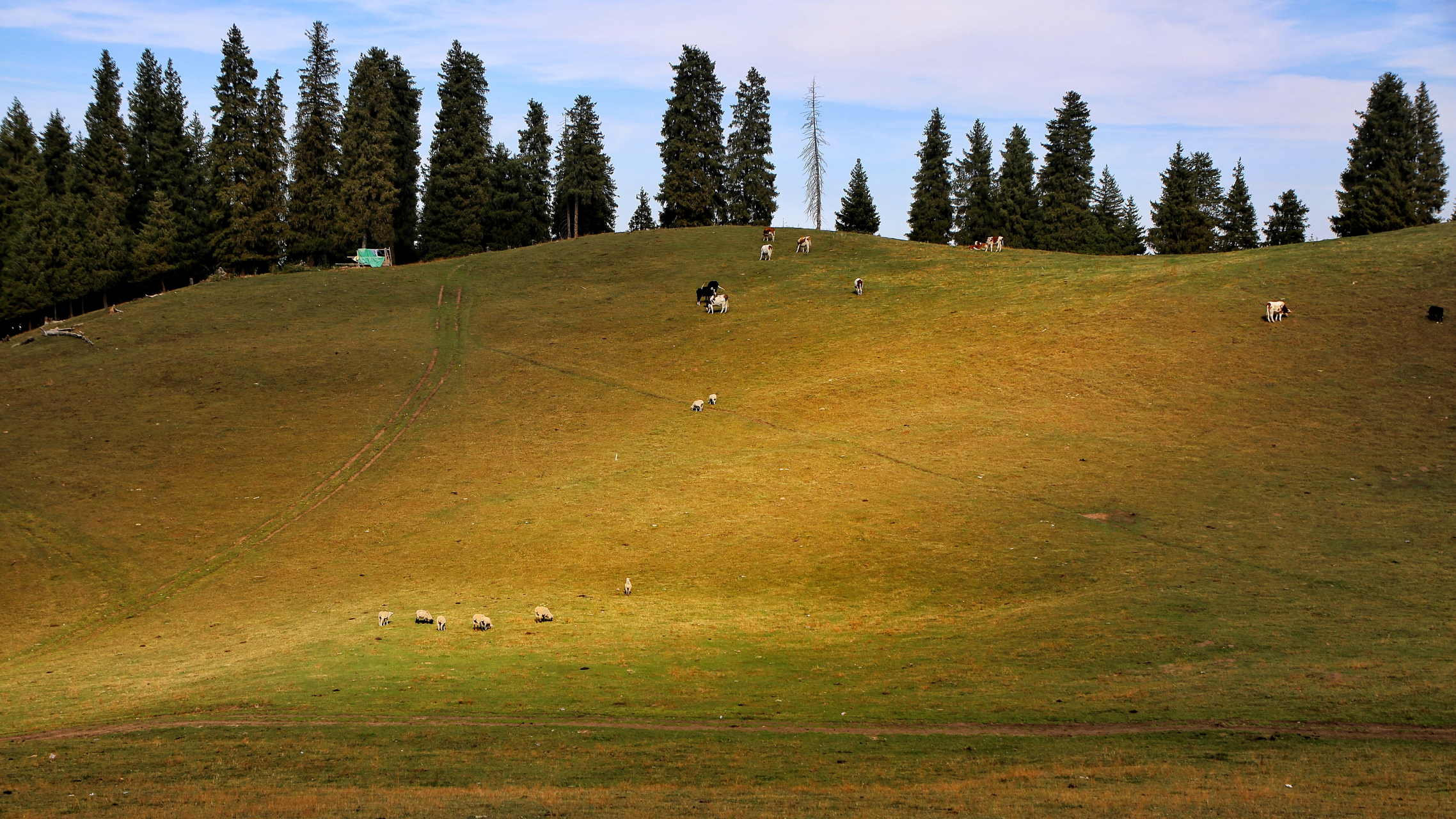 九月动态激励计划#  《漫步江布拉克草原》 2023年9日18日下午,漫步