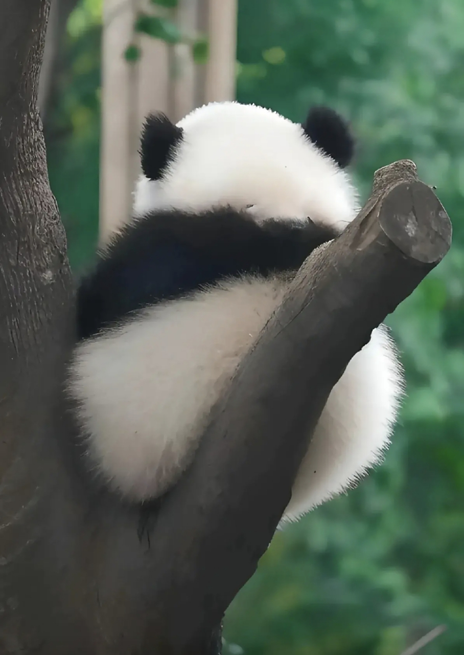 顶流女明星熊猫:成和花(花花)  花花真的太可爱了,已经火出了国际圈