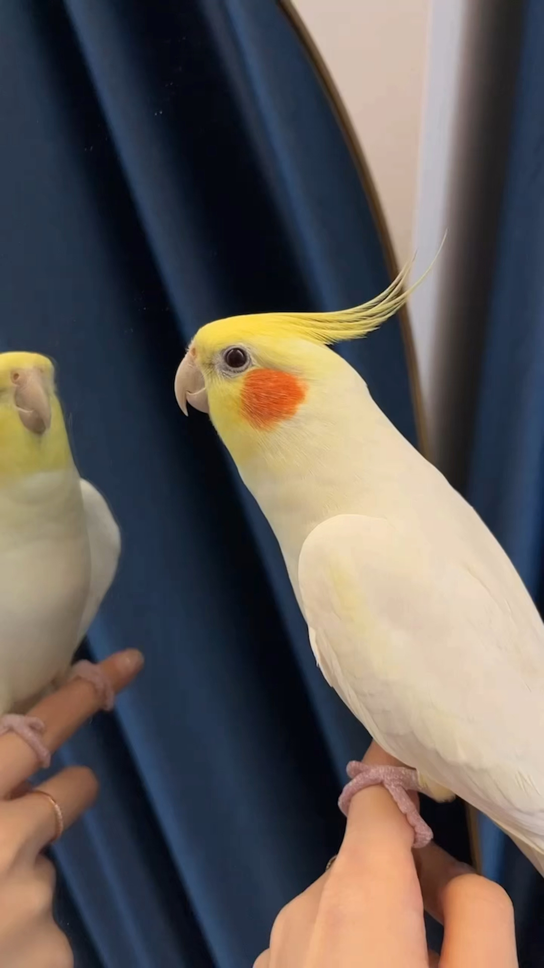 玄凤鹦鹉咕咕唱歌哈哈每天看到镜子就很激动