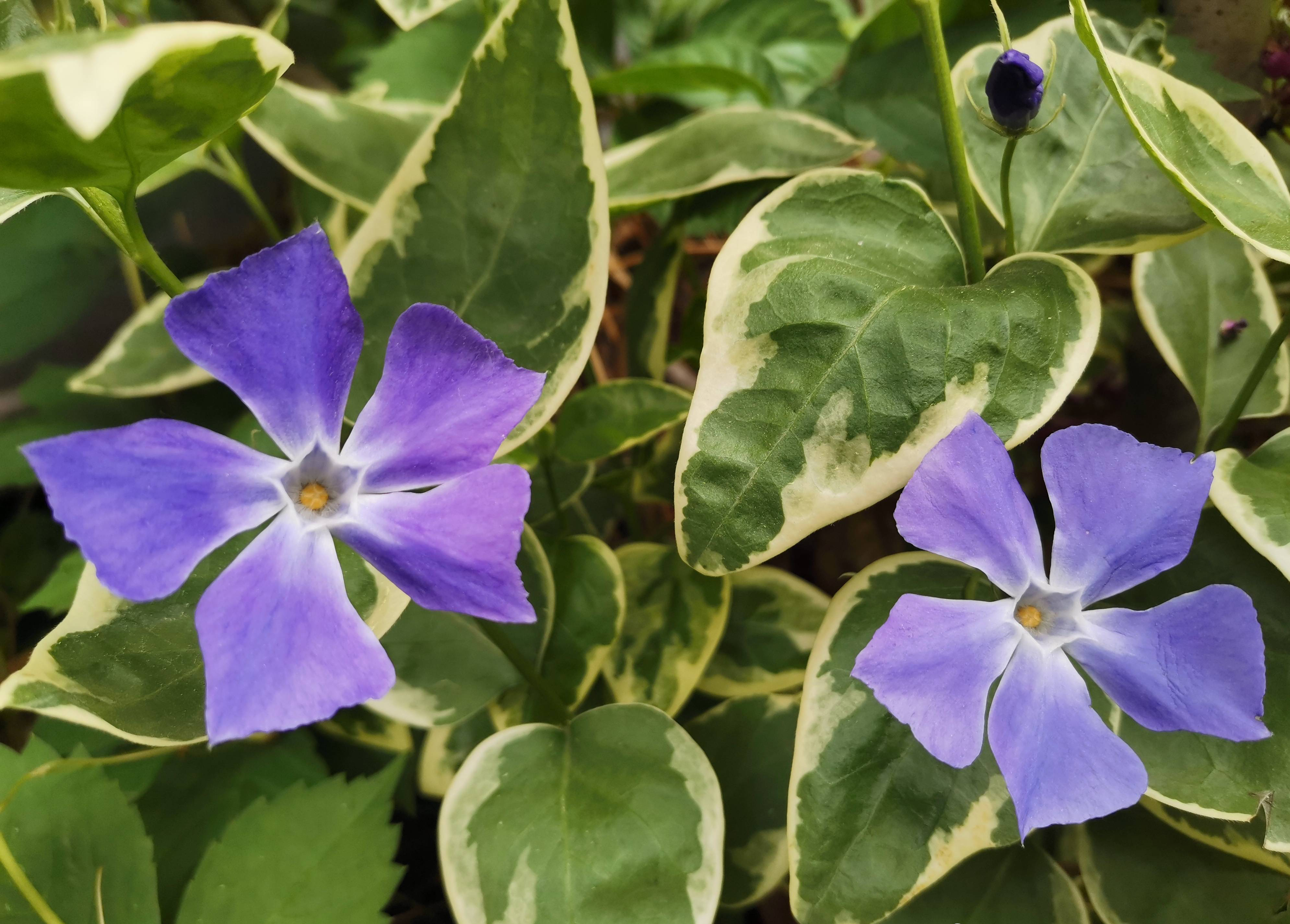 花叶蔓长春的养护3要点,枝条更多更长,花更艳更美,比绿萝还美