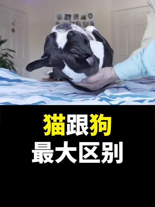 猫跟狗最大的区别