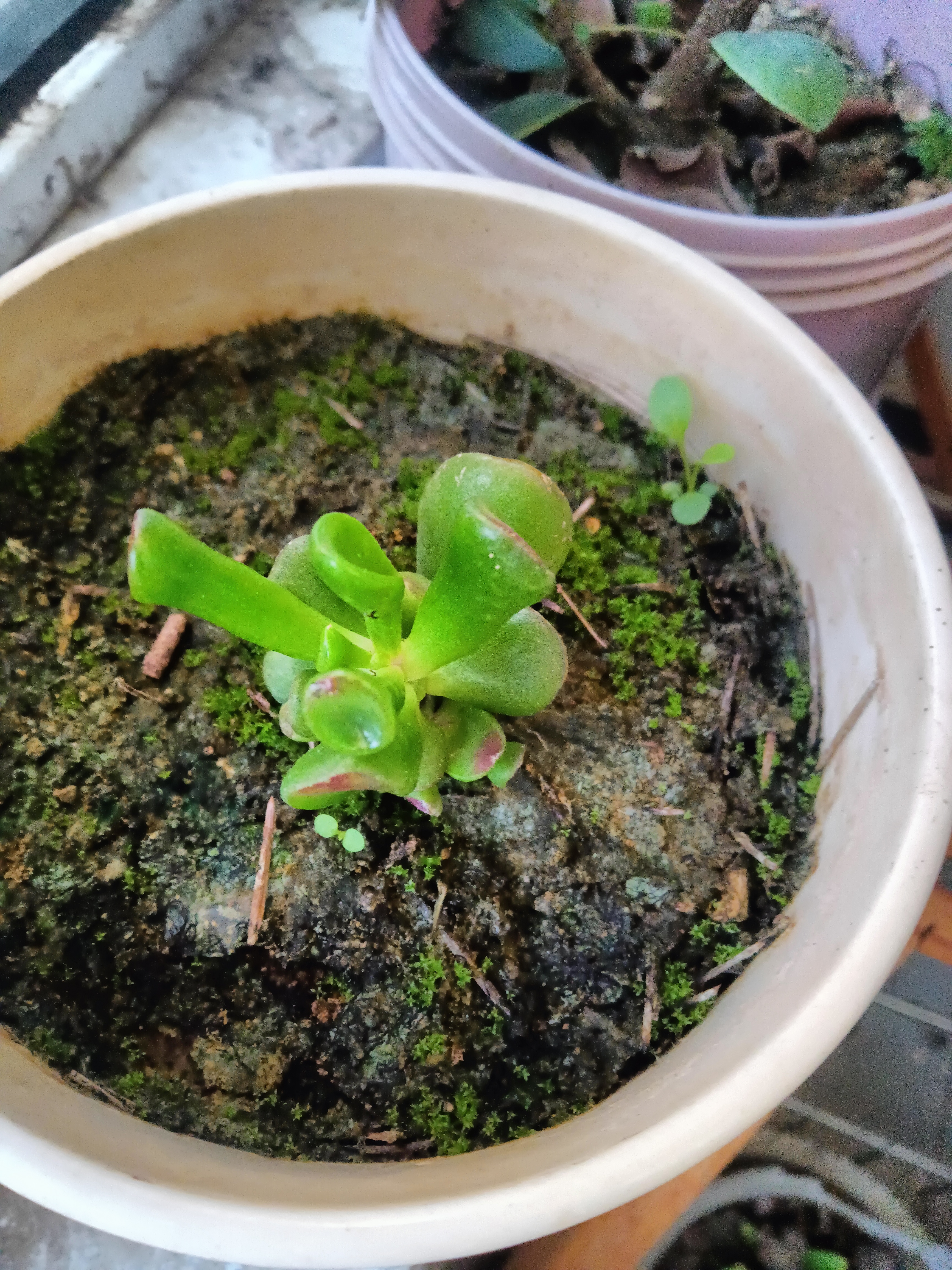 多肉扦插非常容易,一片叶子扔湿土上就能生根发芽,就长的太慢不如买苗