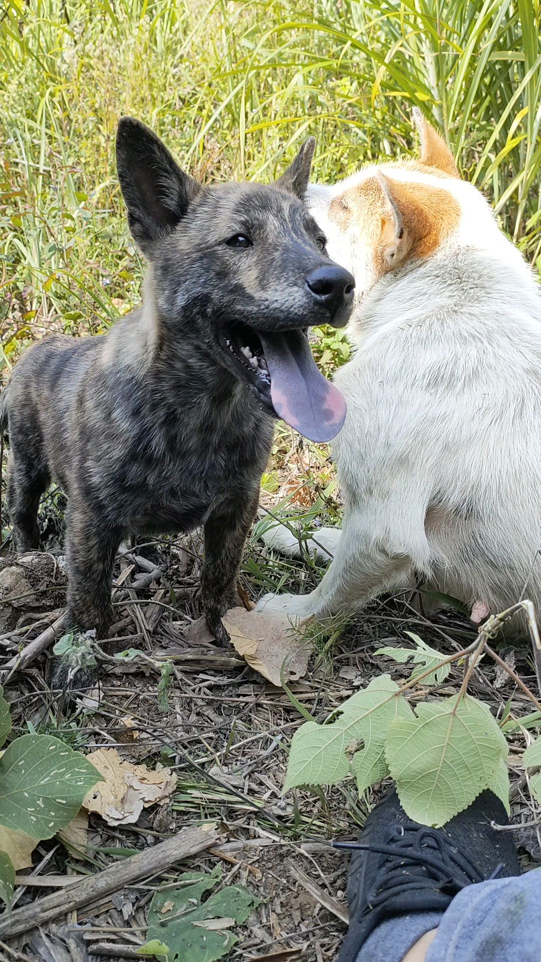 中華田園犬廣西土獵犬累成狗就這樣子