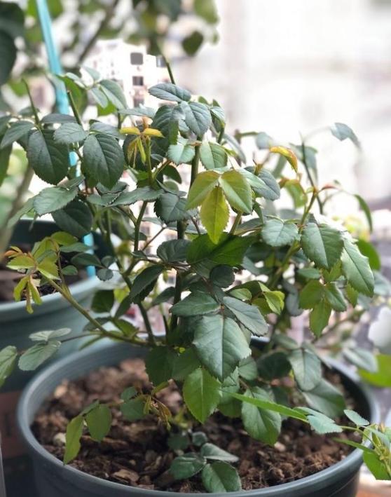 月季抹芽,从哪里抹,抹去枝条上面还是下面还是中部的芽?