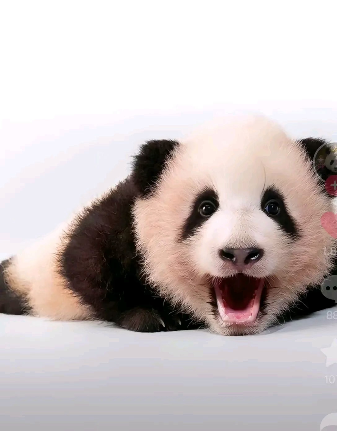 早啊可是我为什么15天就睁眼了