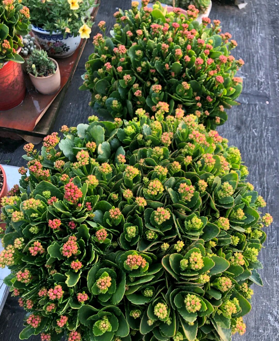 2022年最火的22个长寿花品种,每个都好看,重瓣的单瓣的都有