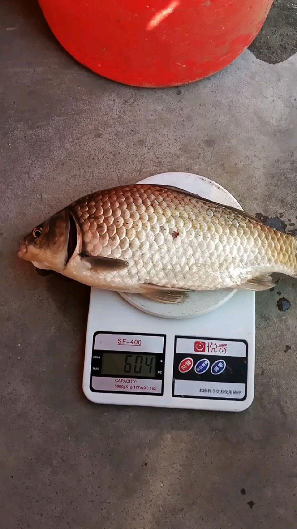 这么大的纯野生大板鲫,你钓到过吗?