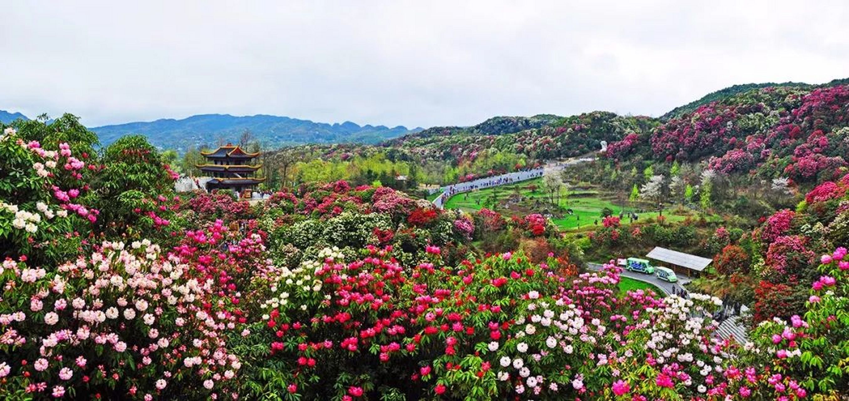 马缨杜鹃一年开几次花啊