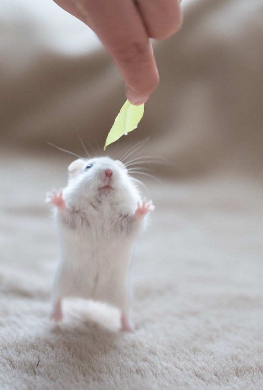 动态创作月# #萌宠# 伸出双手却够不着食物的仓鼠[小老鼠]