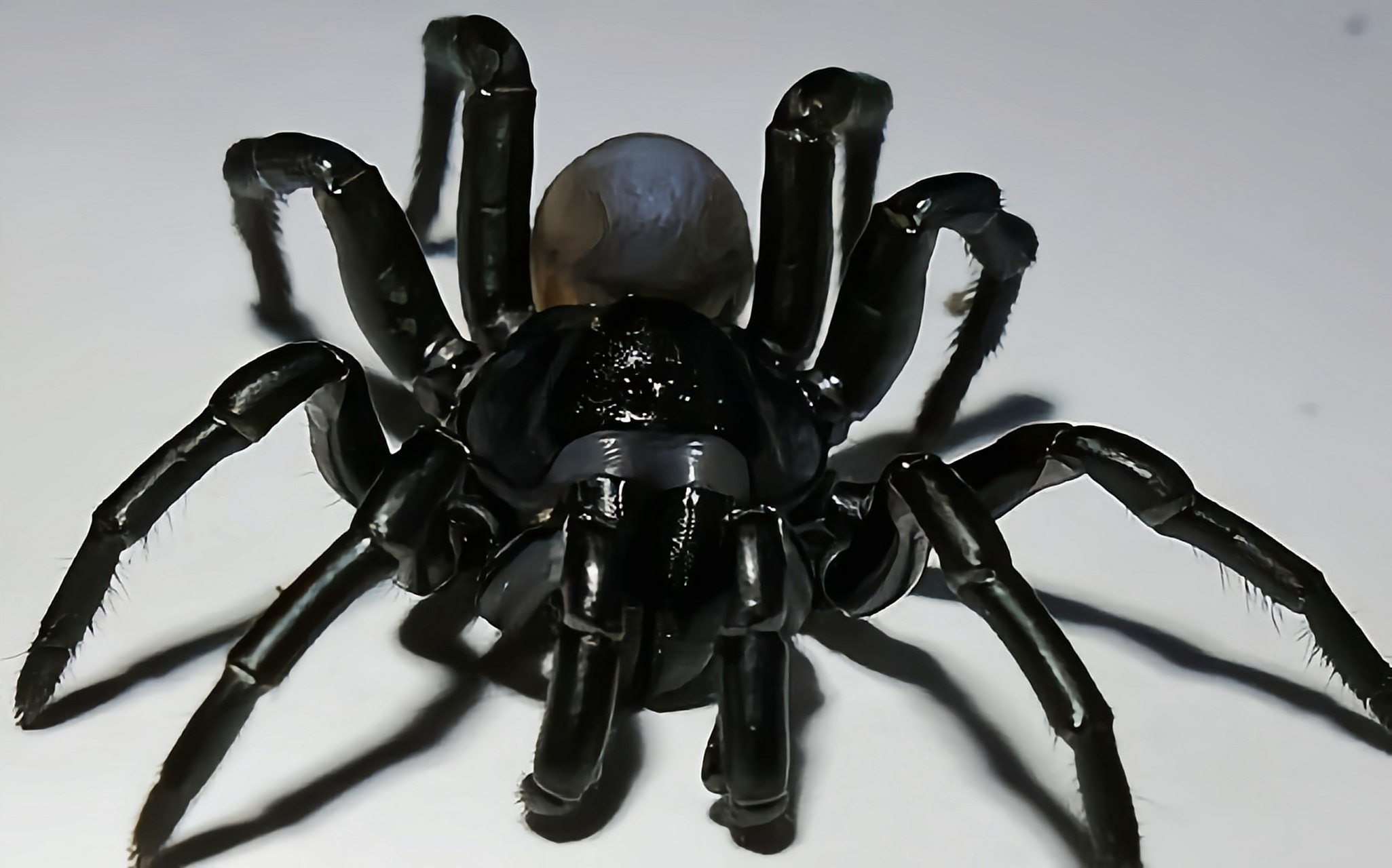 每天认识一种动物——松洛克兰活板门蛛 松洛克兰活板门蛛别名陷阱蛛