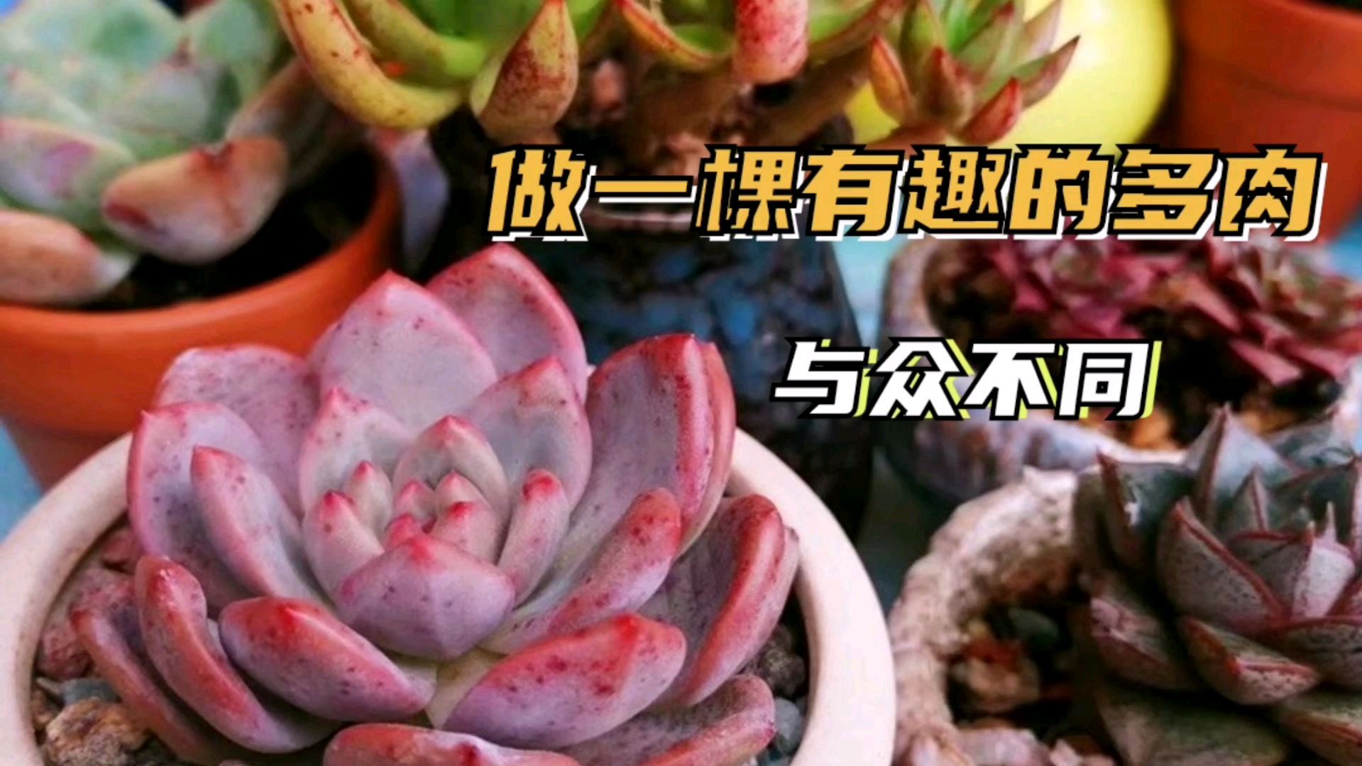 好看的多肉千篇一律?有趣的血斑“万里挑一”,奇特美丽