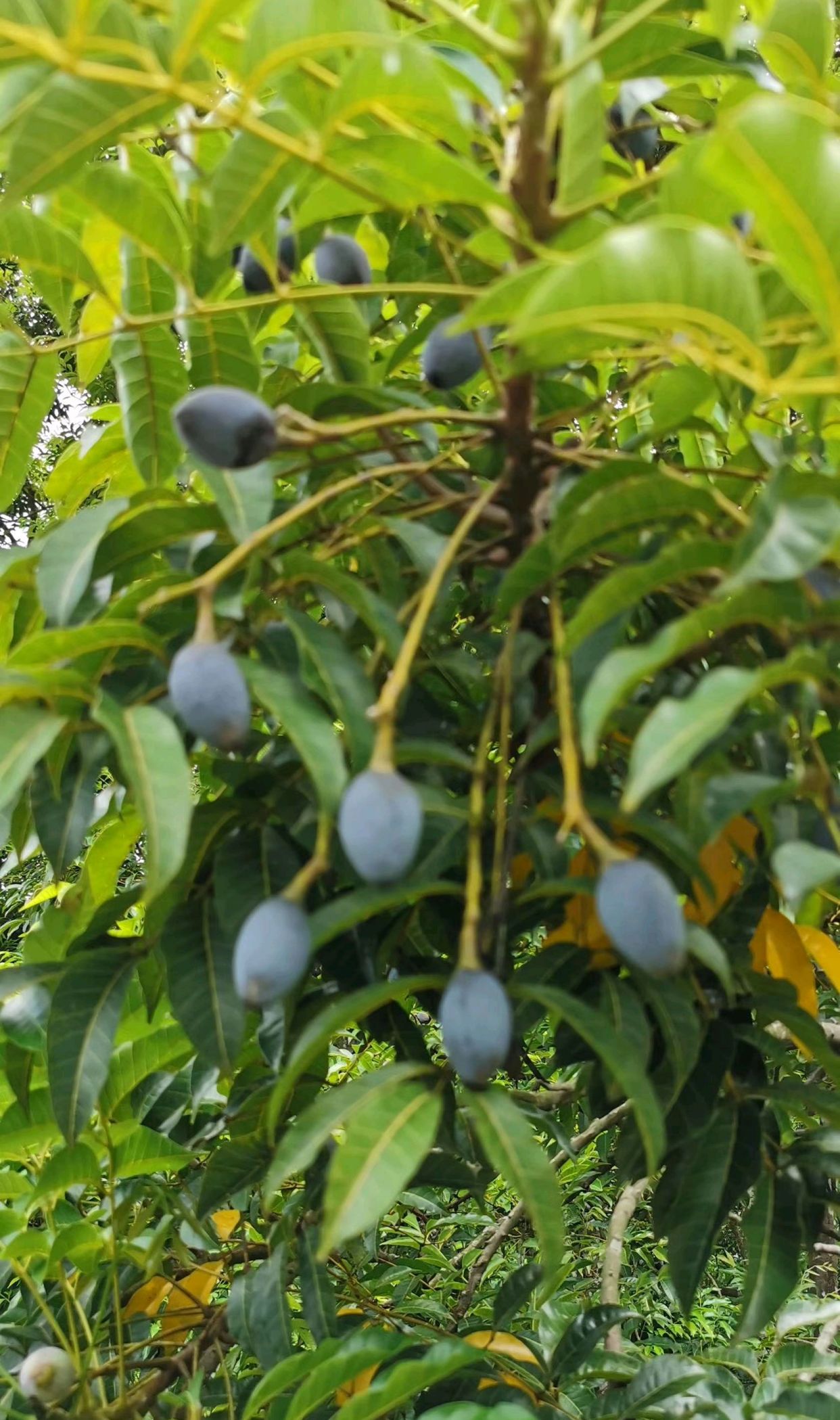 黑榄(榄角)的采摘全过程