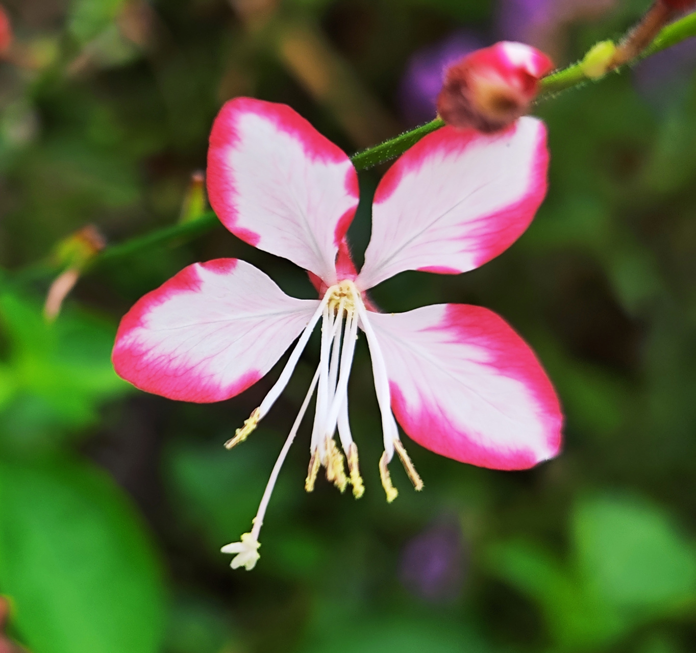 花似蝴蝶迷人眼 #上京东app搜索苹果上新#  玉蝶花,又名千鸟花,学名