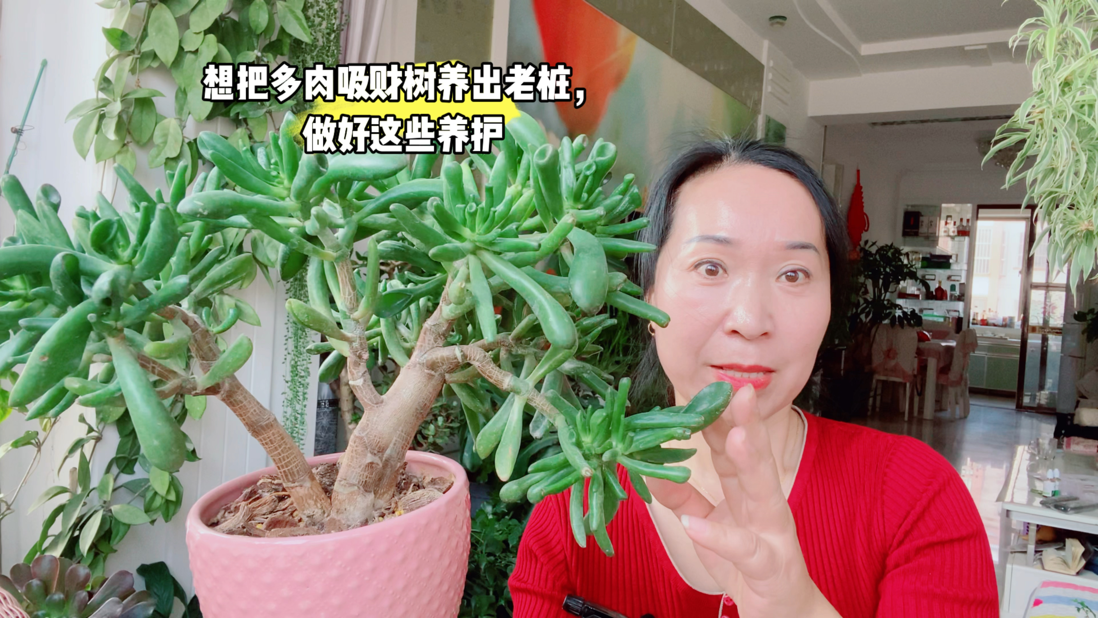 想把多肉吸财树养出老桩,做好这些养护!