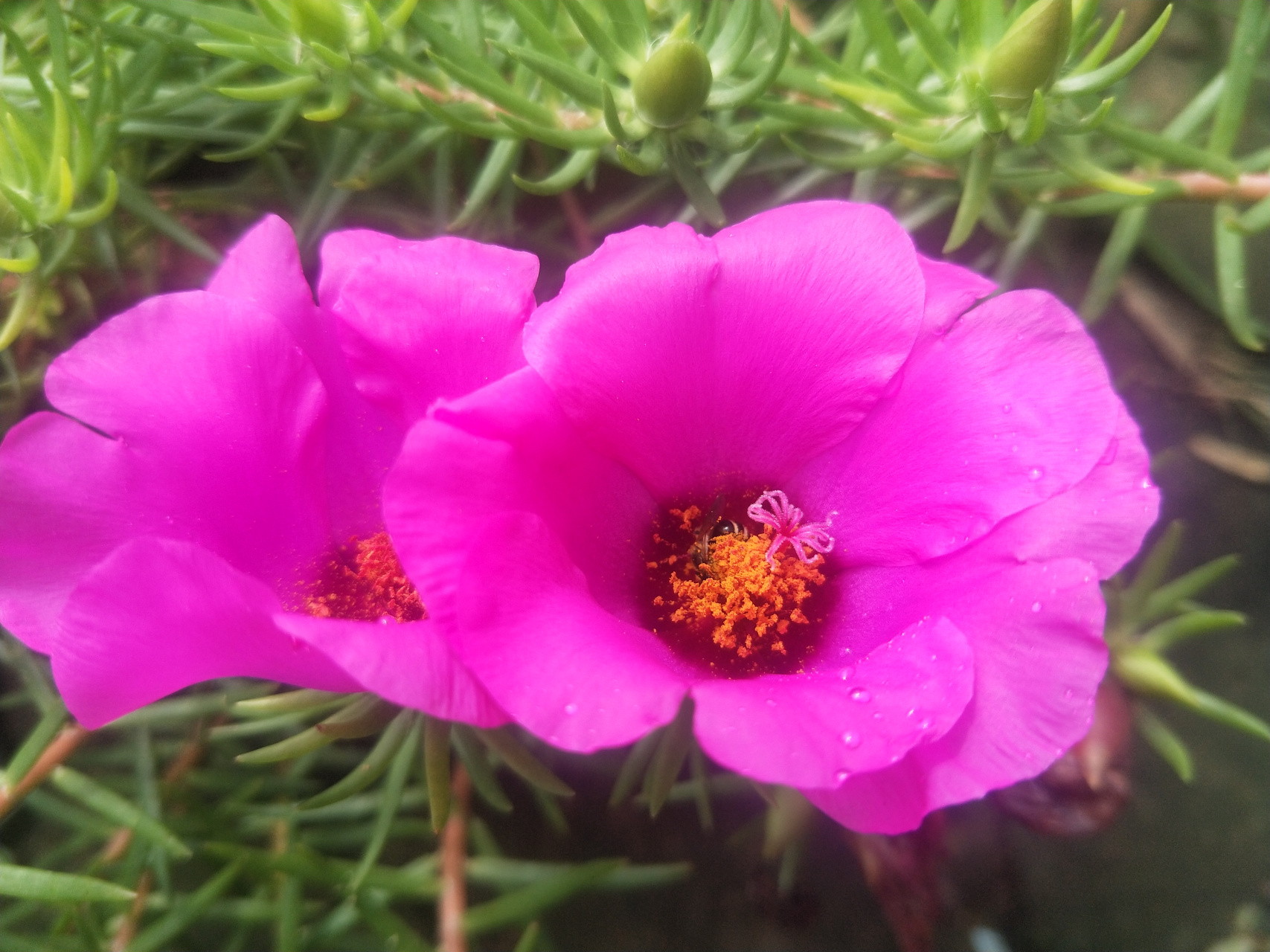 夏天生活图鉴# 《太阳花》 花开似锦美娇艳,粉色小花真好看.