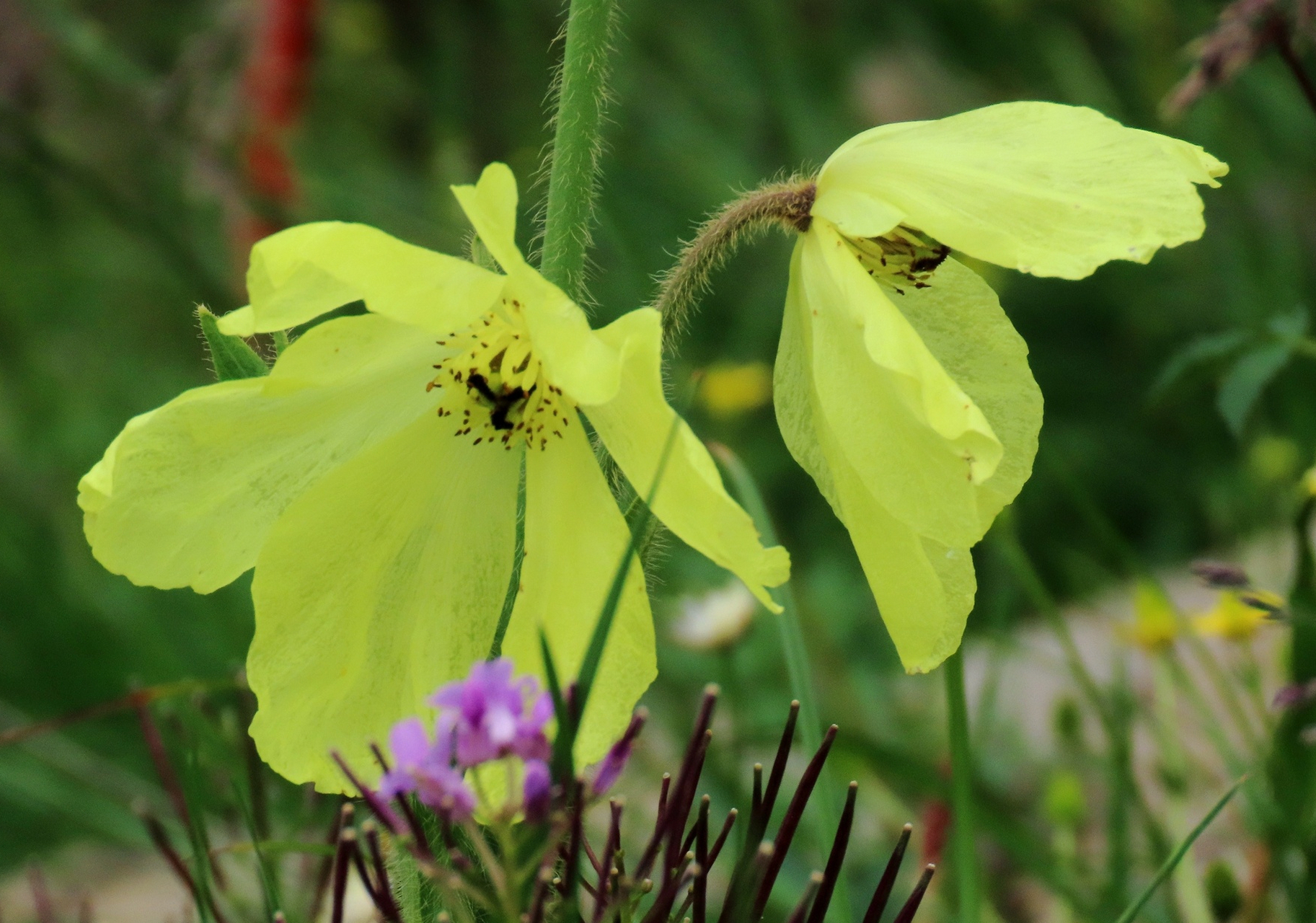 3  全缘叶绿绒蒿  全缘叶绿绒蒿,大约是我去川西之前,唯一能记住的