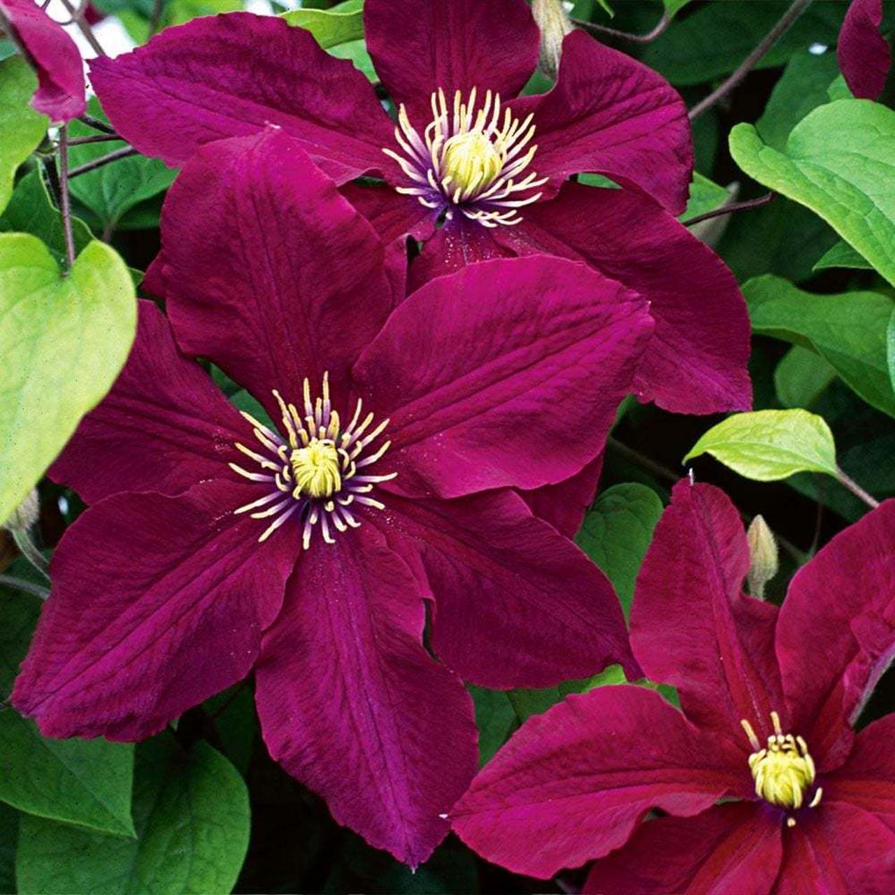 铁线莲"玫瑰花园"是晚花大花型铁线莲,优点非常多.