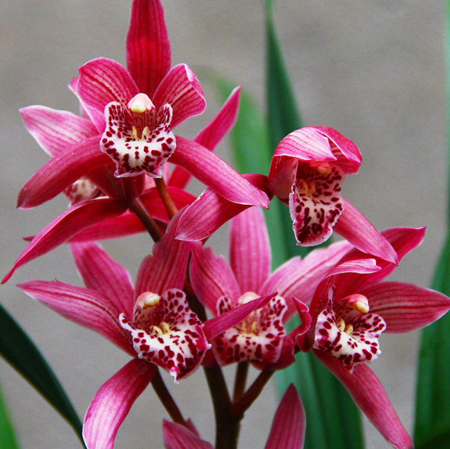 被誉为"国色天香"的兰花,花色鲜艳,比香水香,现在白菜价