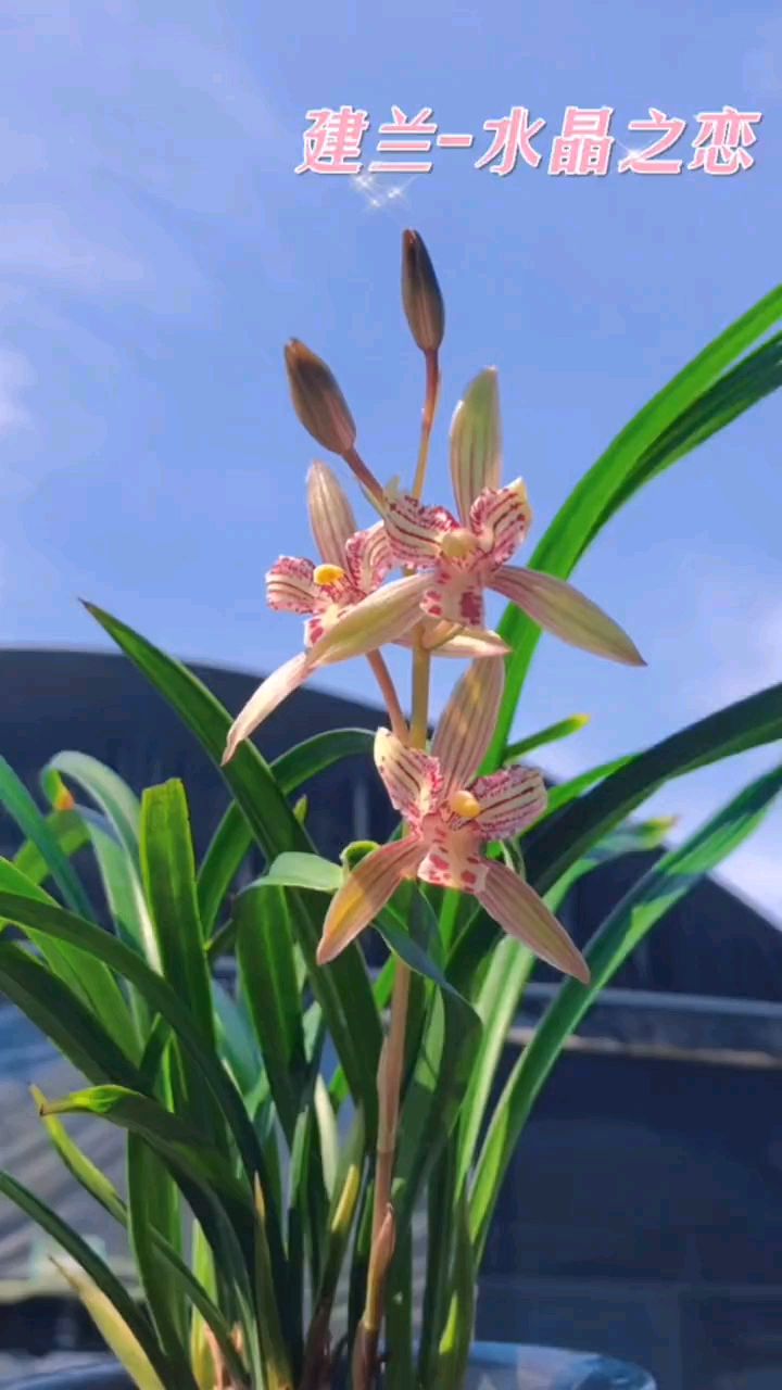 建兰红水晶又叫水晶之恋