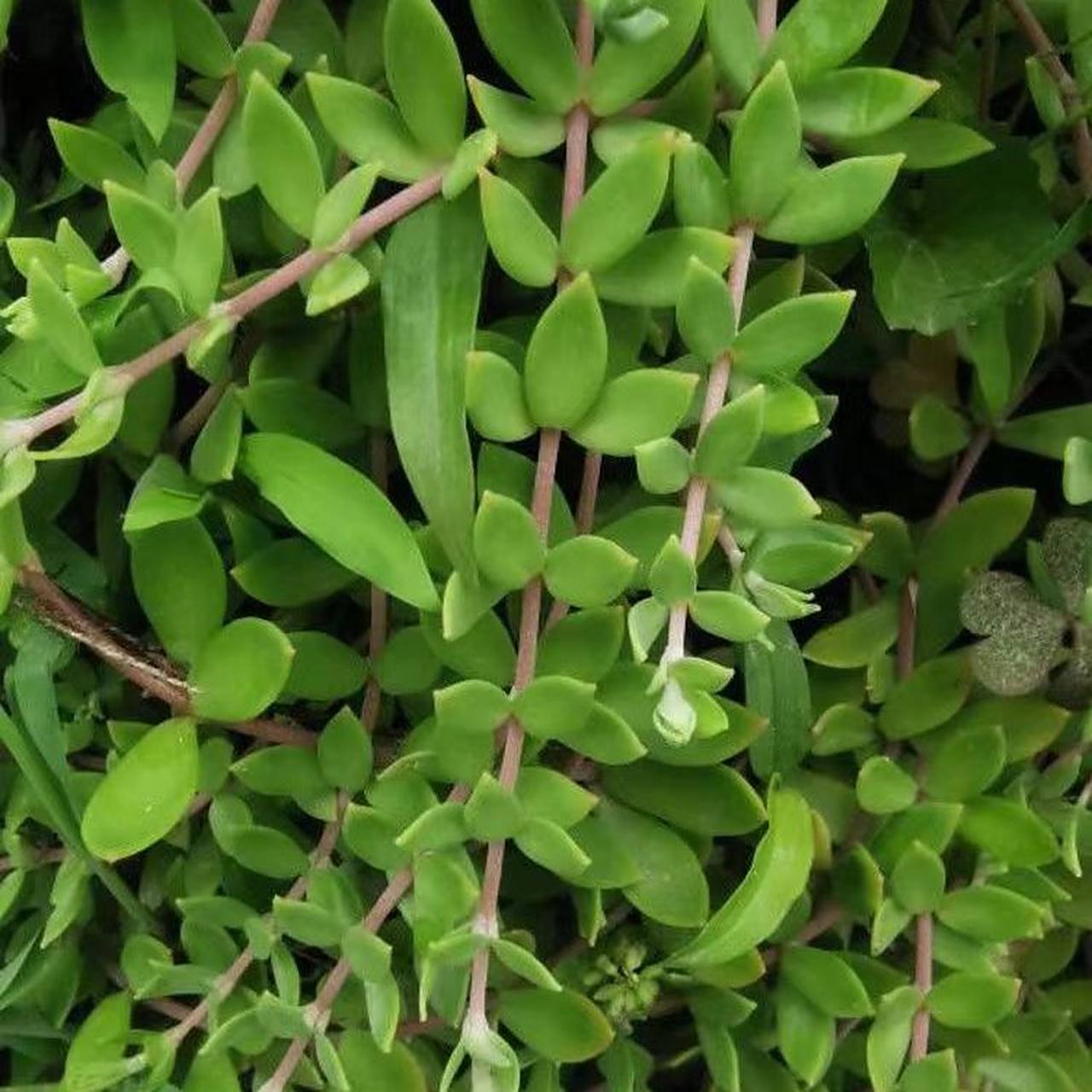 垂盆草正品野生道地中药材垂盆草,对于肝病大国中国