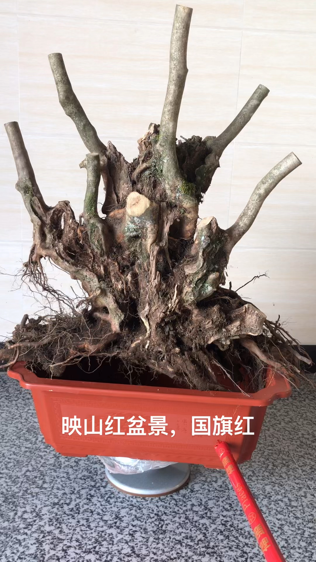 映山红精品老桩,国旗红喜欢的朋友来-度小视