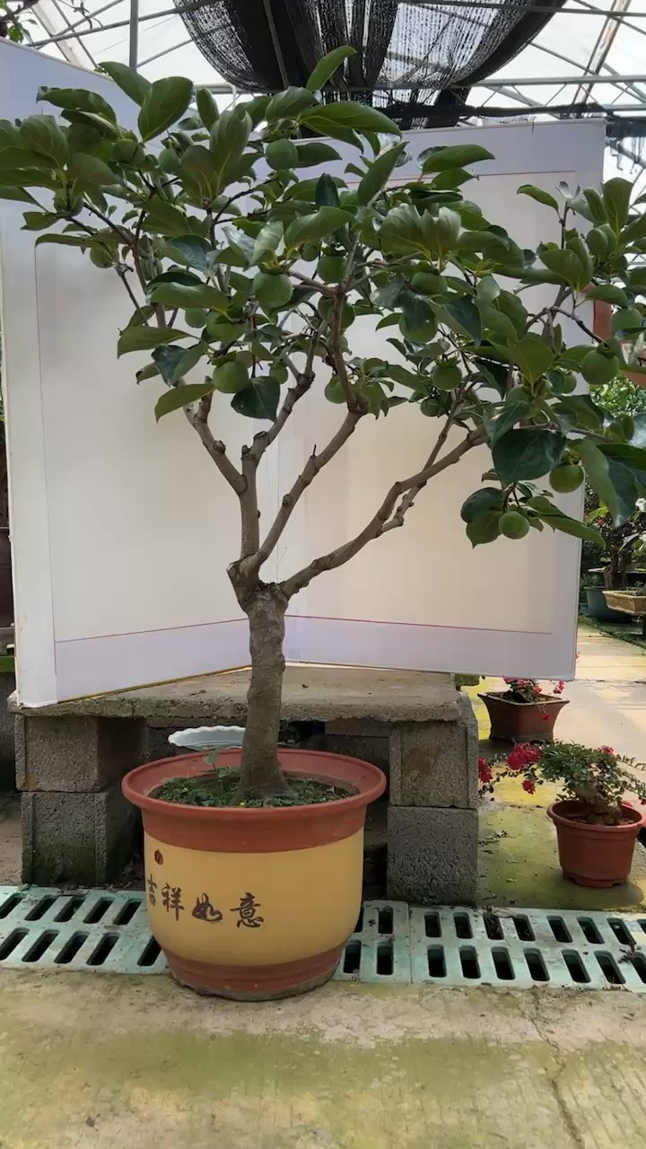 柿子树盆景喜欢的朋友关注一下价格很便宜哟.-度小视