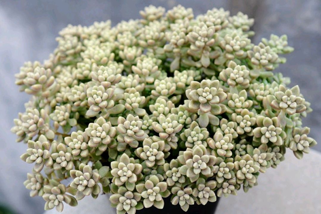 养盆丸叶姬秋丽,你想要的群生,瀑布悬崖桩,都能实现