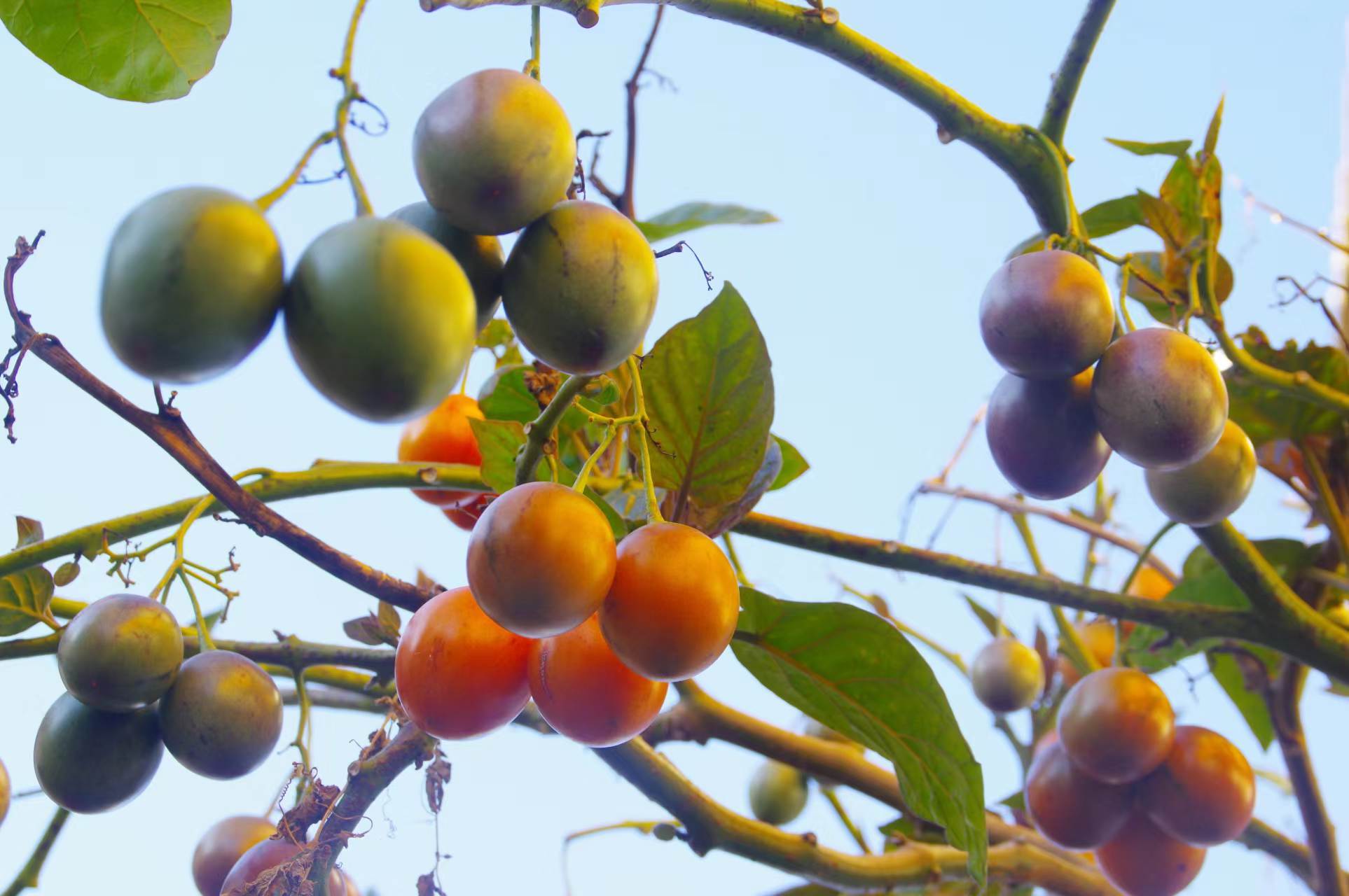 云南红河树番茄