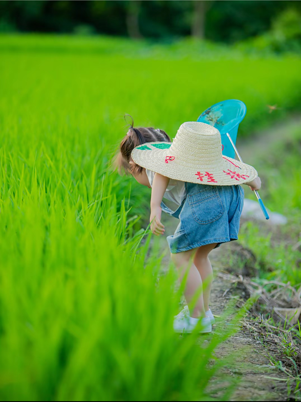 去稻田捕捉夏天的小美好