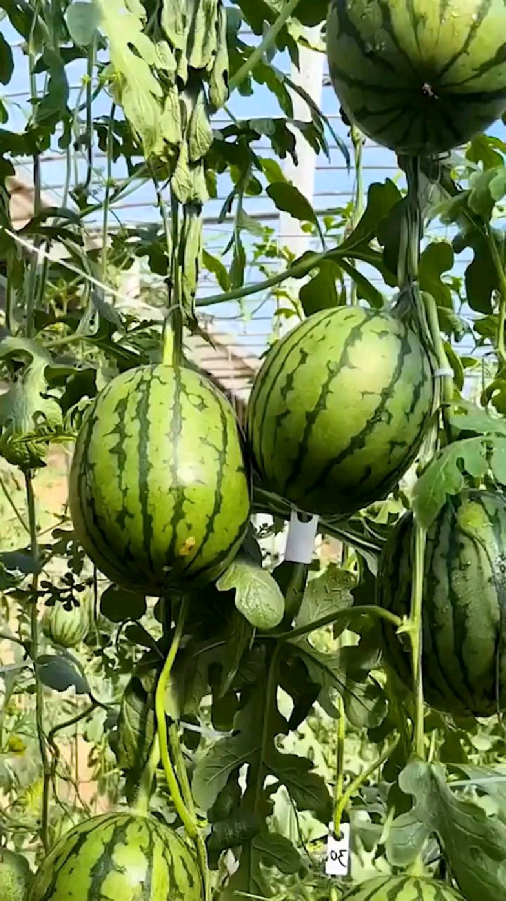 这个2k西瓜口感脆甜多汁,连皮都能吃,老人小孩都喜欢-度小视