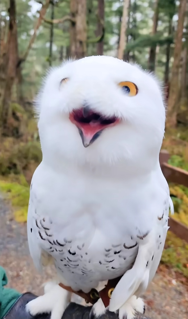 爱笑的雪鸮:瞧瞧它那小表情,感觉有点像二哈