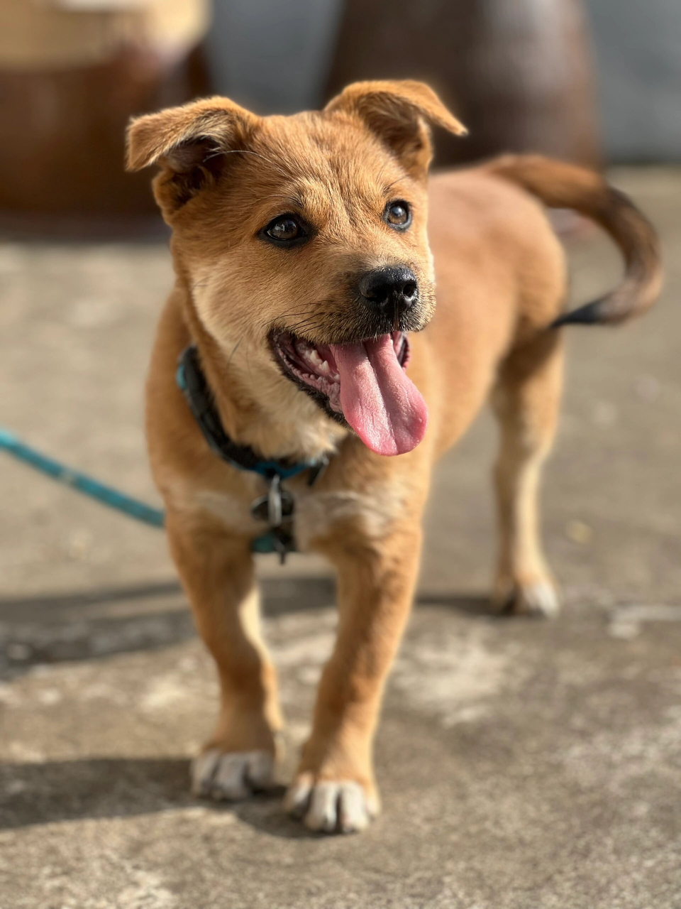 谁说小土狗越长越丑的?