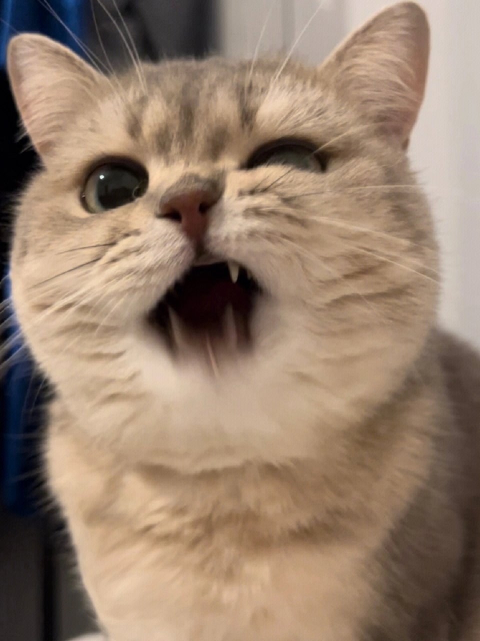 吃个猫条,龇牙咧嘴的,好可爱!